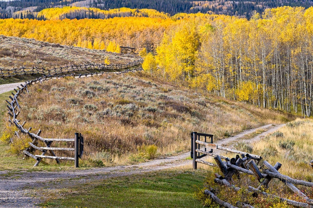 A quiet trail through the aspens