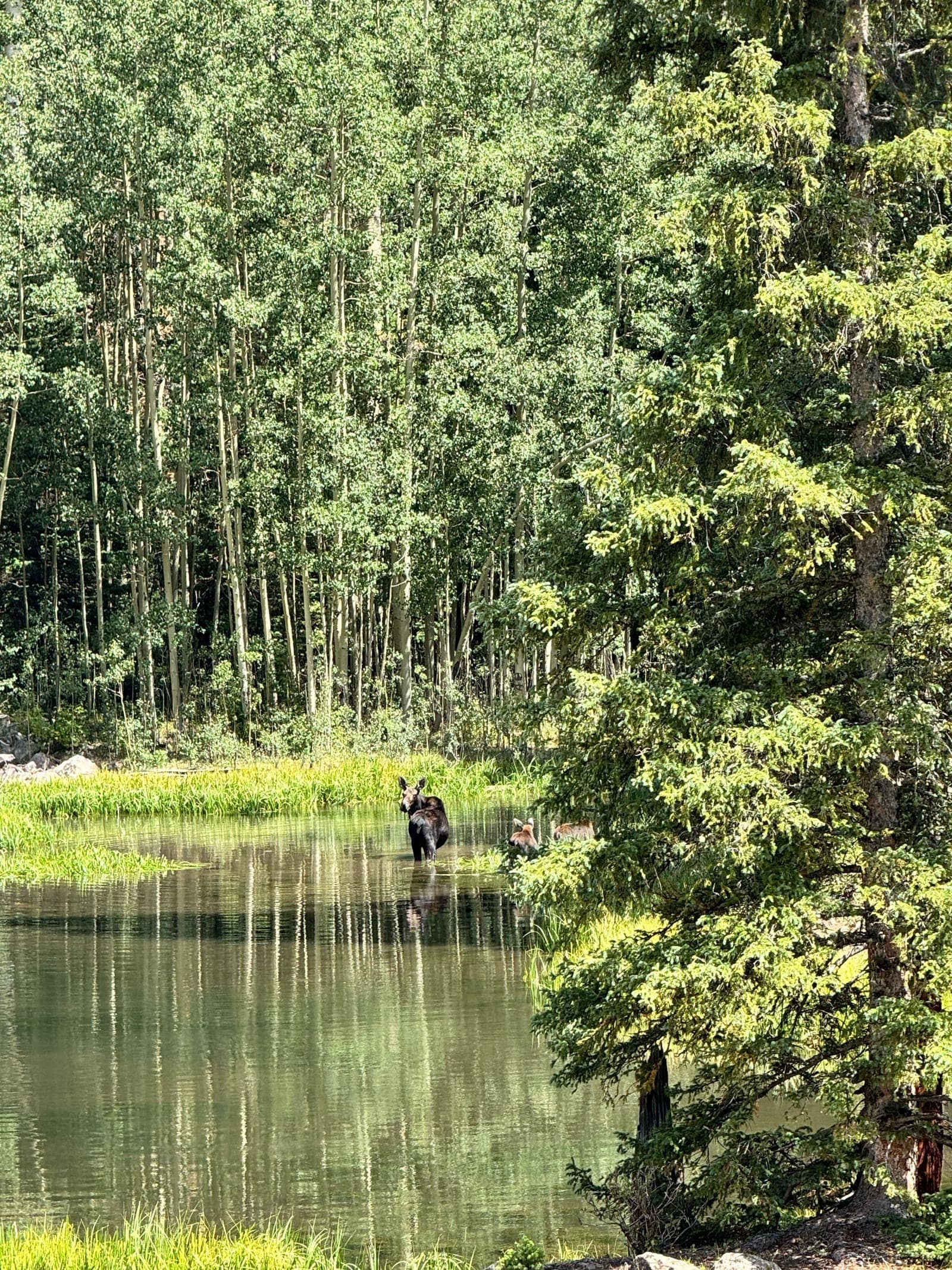 Moose at the pond
