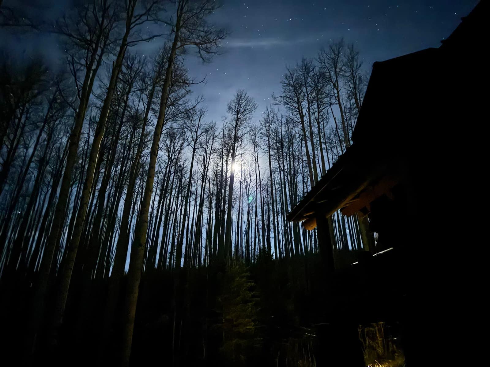 Aspens under a moonlit sky